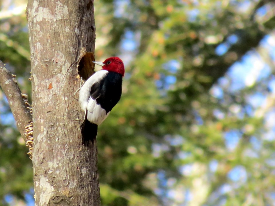 Red-Headed Woodpecker, January 2015--Warren Bielenberg