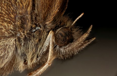 Neonympha mitchelli francisci, face, reared 2019-08-07-17.52.27 ZS PMax UDR photo