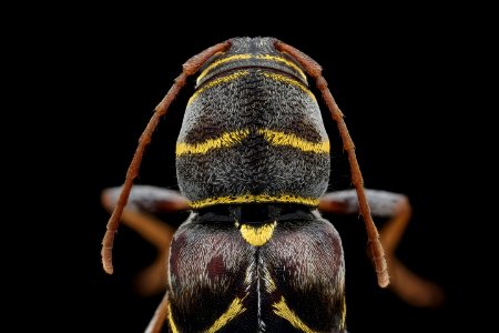 Longhorn beetle back, head shot 2020-08-06-13.55.02 ZS PMax UDR photo