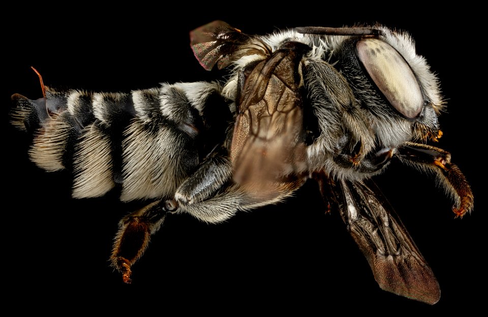 Megachile pseudobrevis, U, side, Georgia, Camden County 2013-01-24-15.07.45 ZS PMax