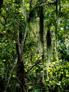 20180823 New Orleans, Alligator trail boat