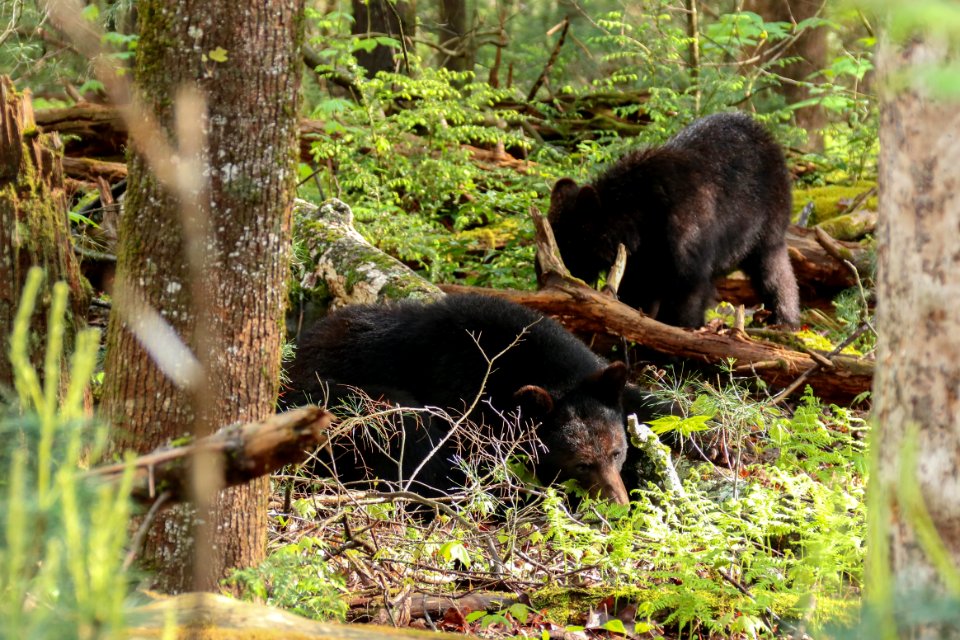 Sow and yearling, April 27, 2018--Warren Bielenberg