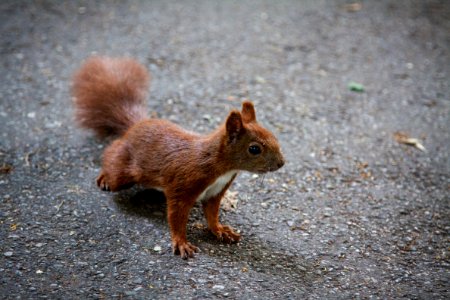 Squirrel