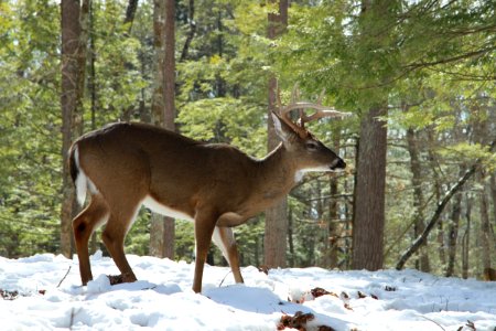 Winter buck, February 2015--Warren Bielenberg photo