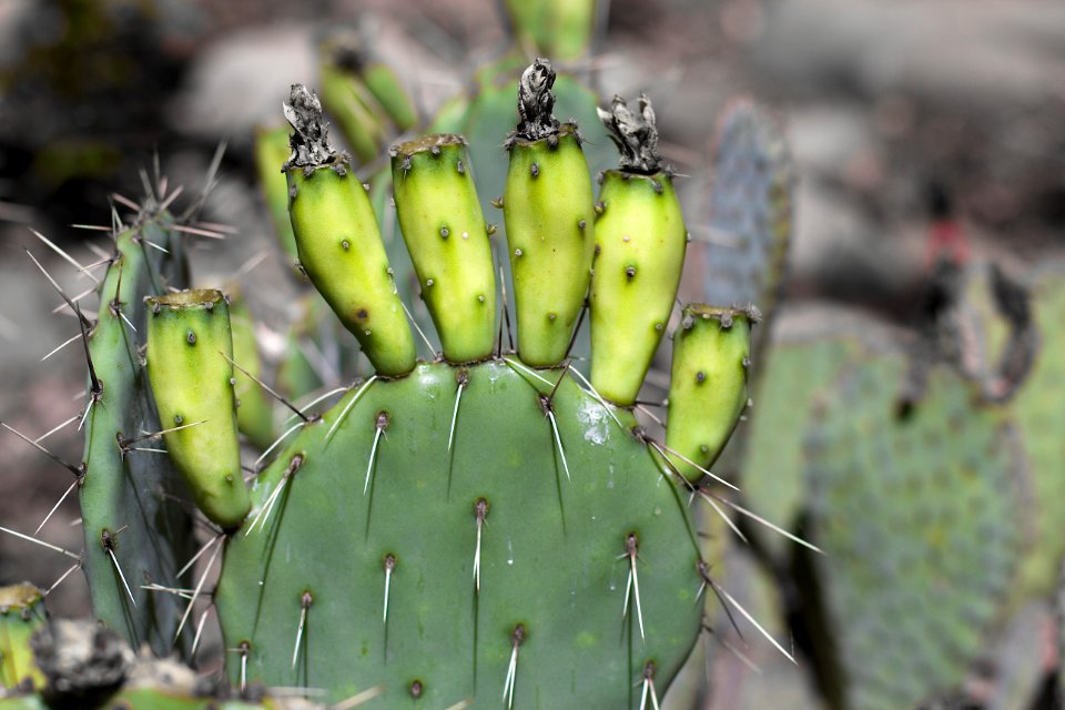 Cactus Greens