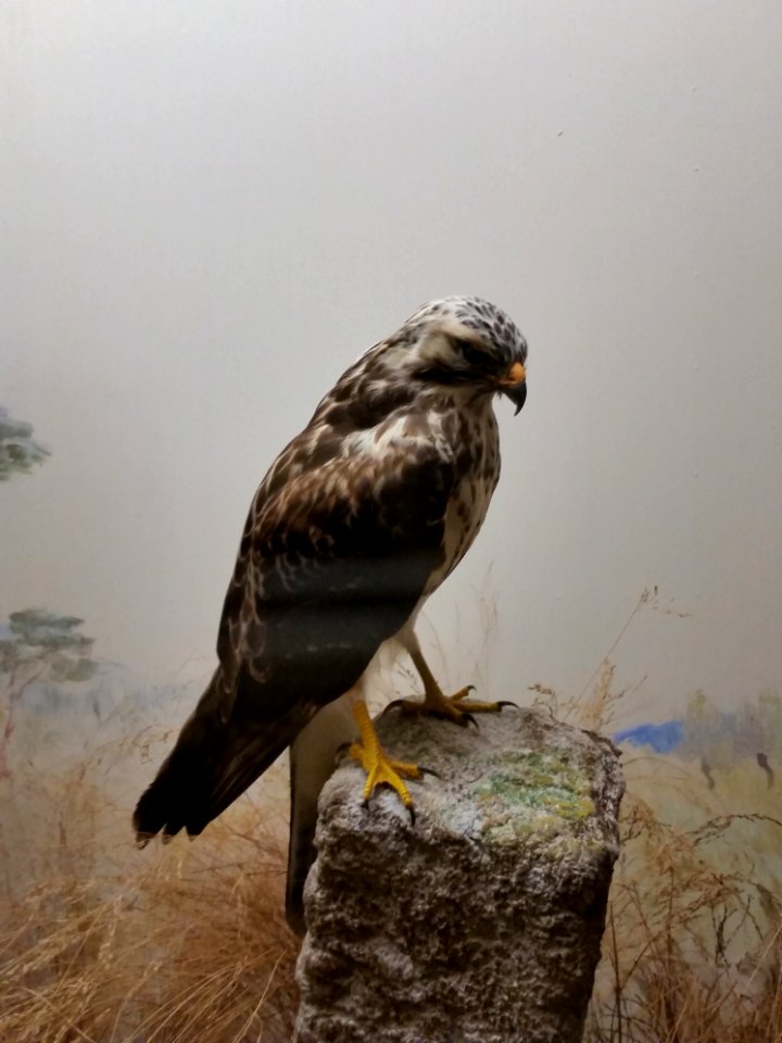 Buteo buteo