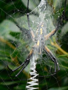 Net insect design