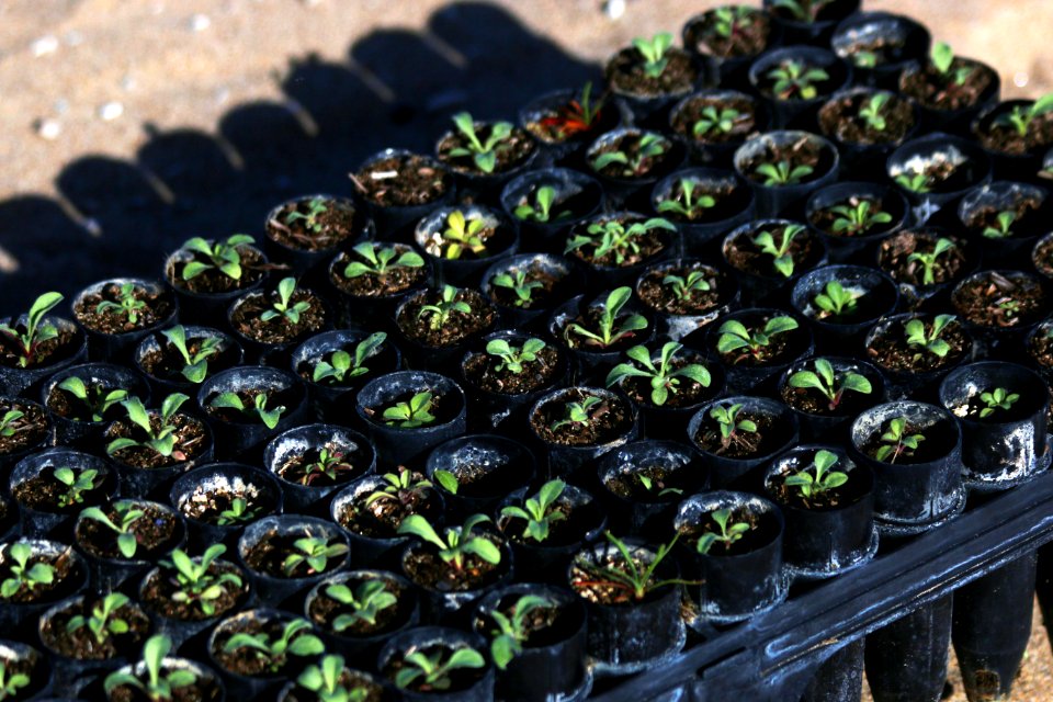 These tiny coastal dunes plants were grown at the Return of the Natives Greenhouse before being transported to Monterey State Beach for planting by the Santa Rita Elementary School students.
