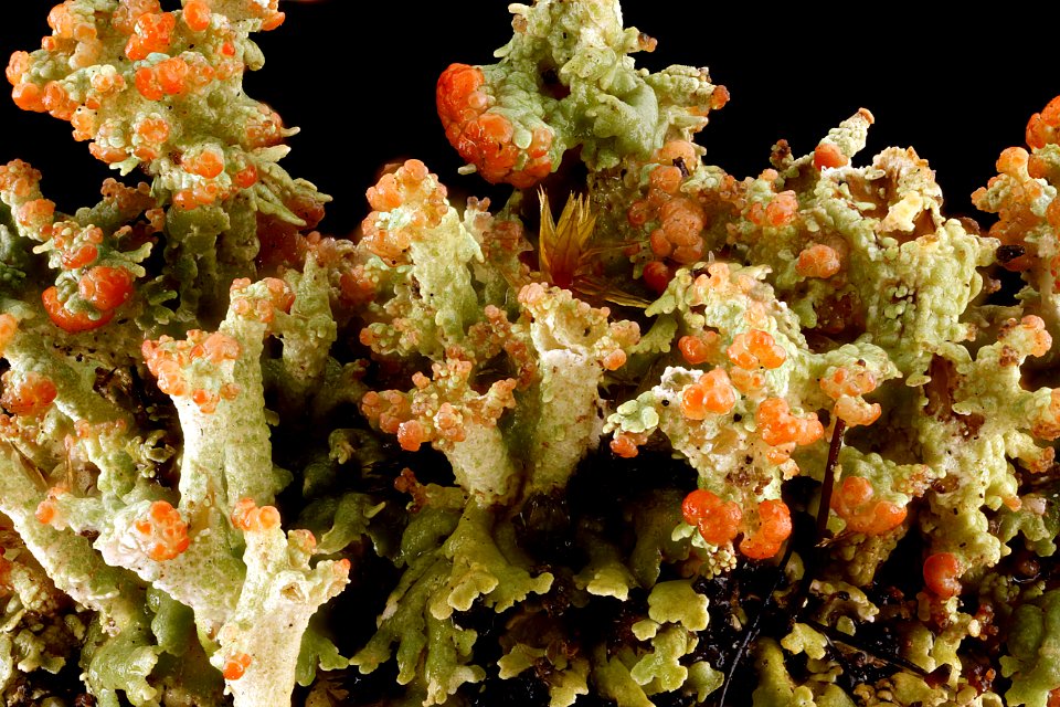 Cladonia-species 2012-07-16-16.21.42-ZS-PMax photo