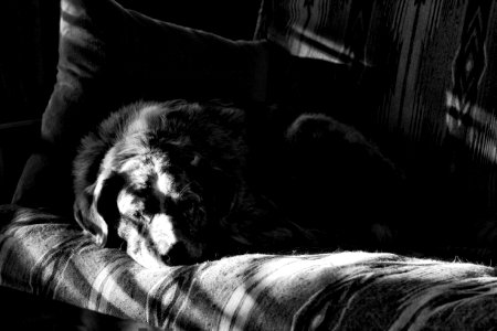 Shadow Snooze (3: B&W) photo