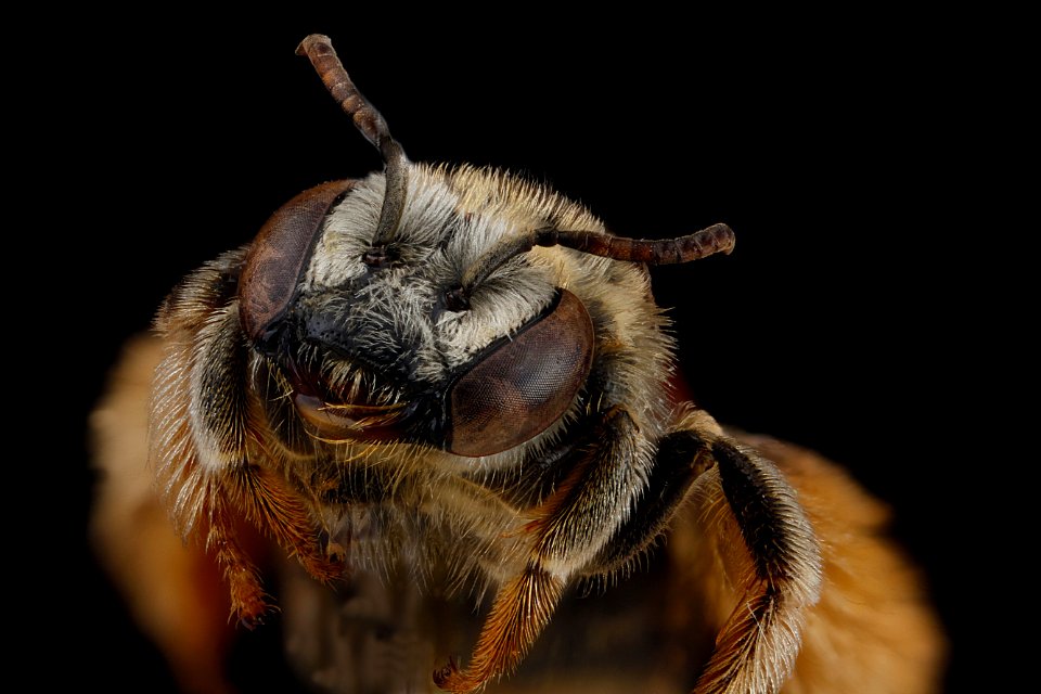 Exomalopsis-similis,-female,-face 2012-07-03-14.57.18-ZS-PMax