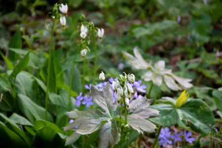 Shooting stars, April 2018--Warren Bielenberg
