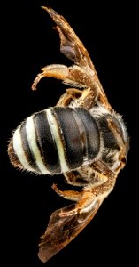 Nomia universitatis, F, back2, South Dakota, Pennington County 2012-11-28-14.00.54 ZS PMax