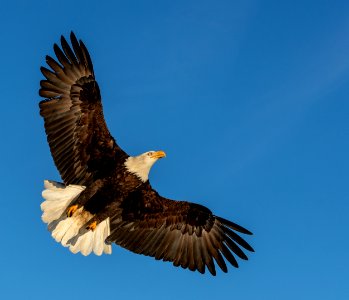 2020 Bald Eagles in and around Homer, Alaska (101)