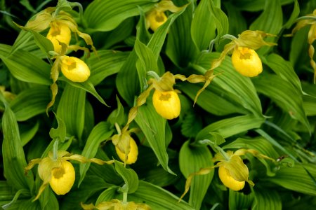 Yellow lady slipper, spring 2018--Chalice Keith