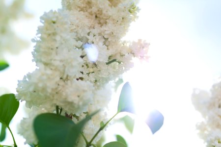 Sambucus