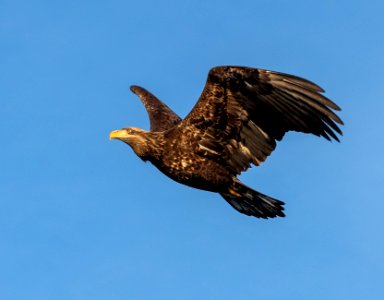 2020 Juvenile Bald Eagles (27) photo