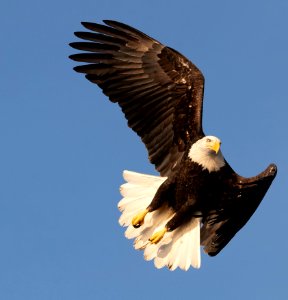 2020 Bald Eagles in and around Homer, Alaska (106)