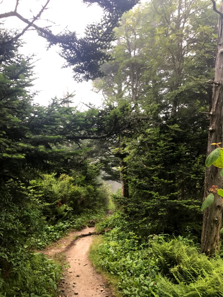 Clingmans Dome Bypass Trail, August 2017--Andrea Walton