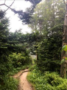 Clingmans Dome Bypass Trail, August 2017--Andrea Walton