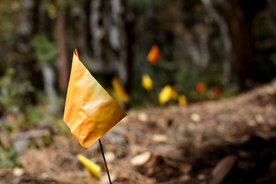 The Way of New Trail
