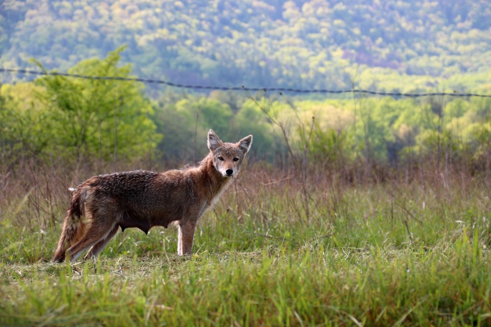 Coyote in Cades Cove, May 8, 2018--Warren Bielenberg