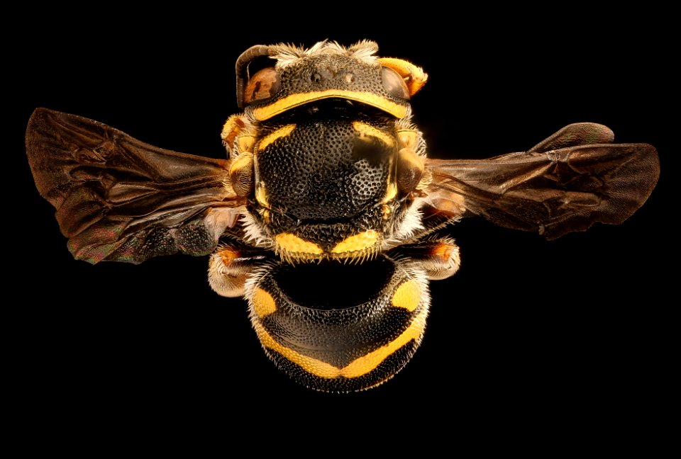 Anthidiellum notatum, m, back, Yolo, CA 2019-03-21-23.15.24 ZS PMax UDR