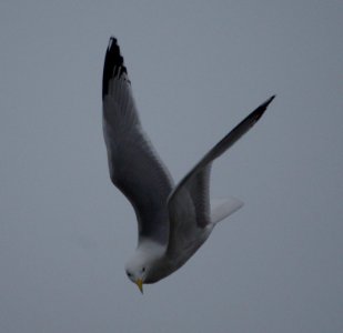 Herring Gull photo