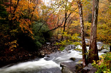 Autumn river, October 2017--Jessie Snow