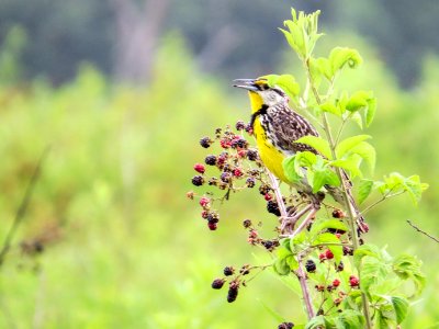 Eastern Meadowlark, July 2015--Warren Bielenberg photo