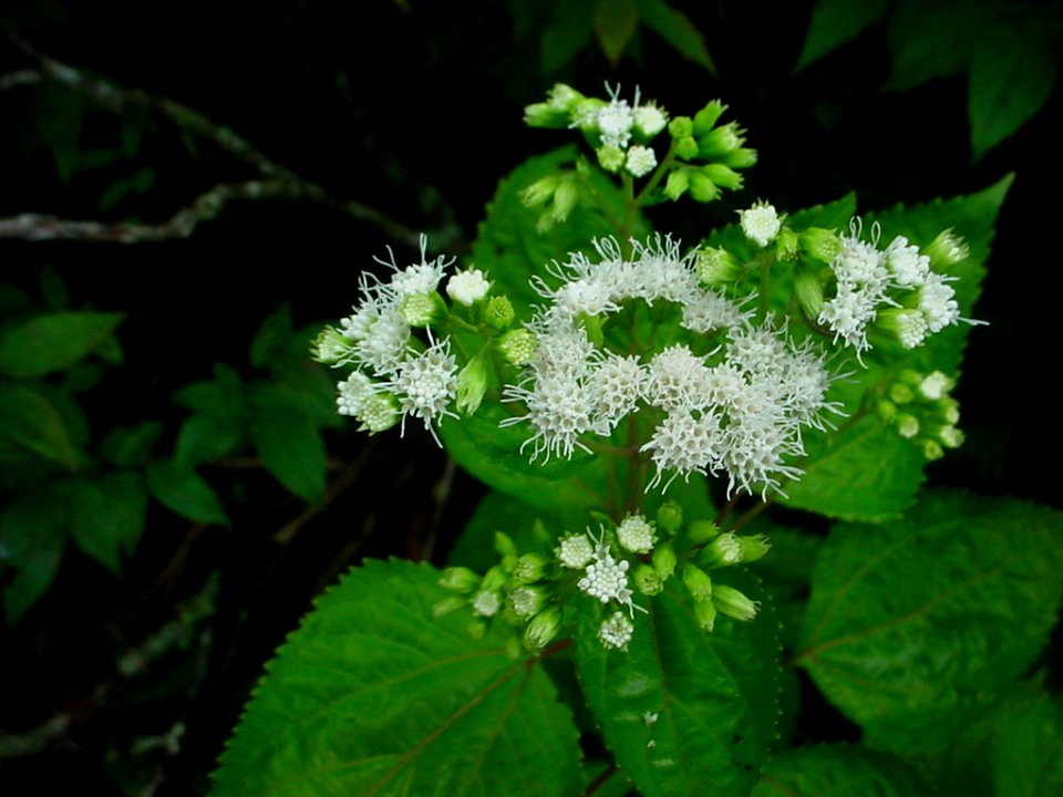 White snake root, August 2004--Tom Harrington