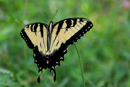 Eastern tiger swallowtail, July 29, 2018--Warren Bielenberg