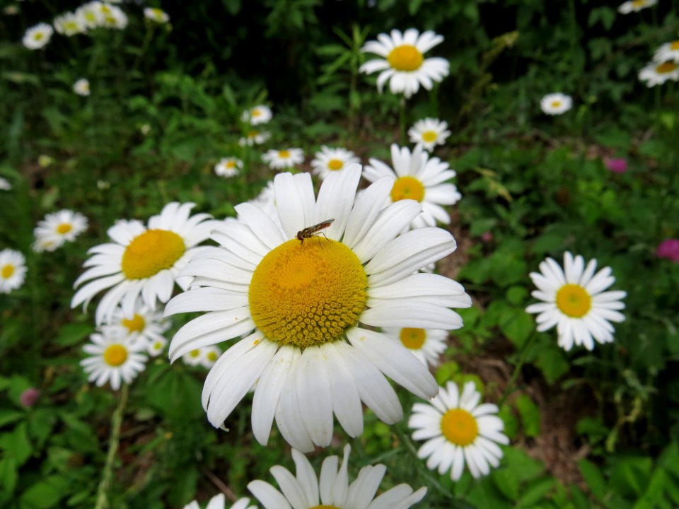 Daisies, June 2015--Warren Bielenberg