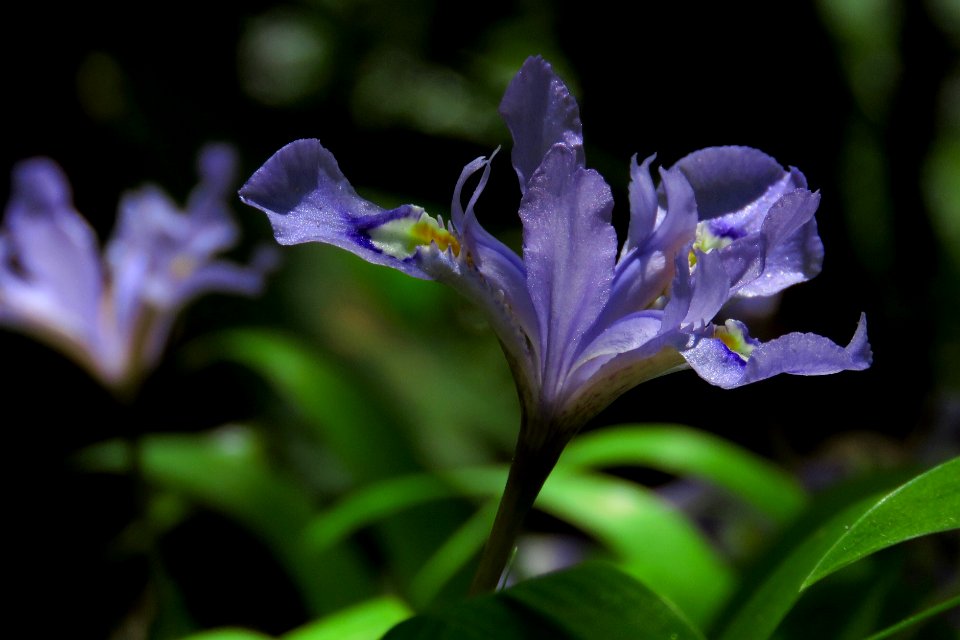 Crested dwarf iris--Shannon Welch
