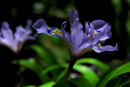 Crested dwarf iris--Shannon Welch photo