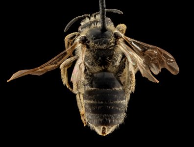 Lasioglossum titusi, F, Back, WY, Lincoln County 2014-07-16-18.01 photo