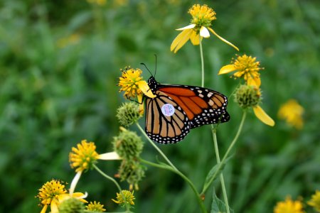 Tagged Monarch, October 13, 2018--Warren Bielenberg