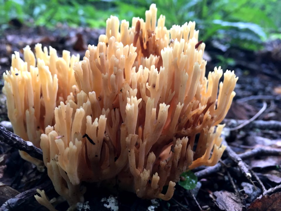 Coral mushroom--Doug Brinkmeyer