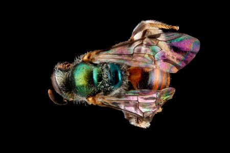 Lasioglossum eleutherense, back 2012-08-01-13.54.58 ZS PMax