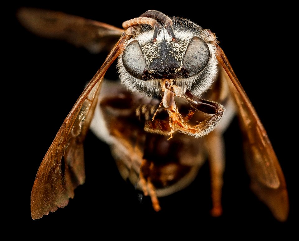 Nomia maneei, M, face, Carolina Sandhills NWR, SC 2012-11-08-16.09.12 ZS PMax