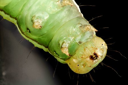 velvetbean caterpillar, face 2014-06-04-21.30.50 ZS PMax