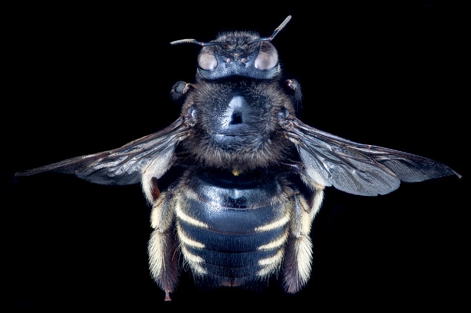 Xylocopa tabaniformis, f, back, Orange Co. FL 2020-02-17-12.55.45 ZS PMax UDR