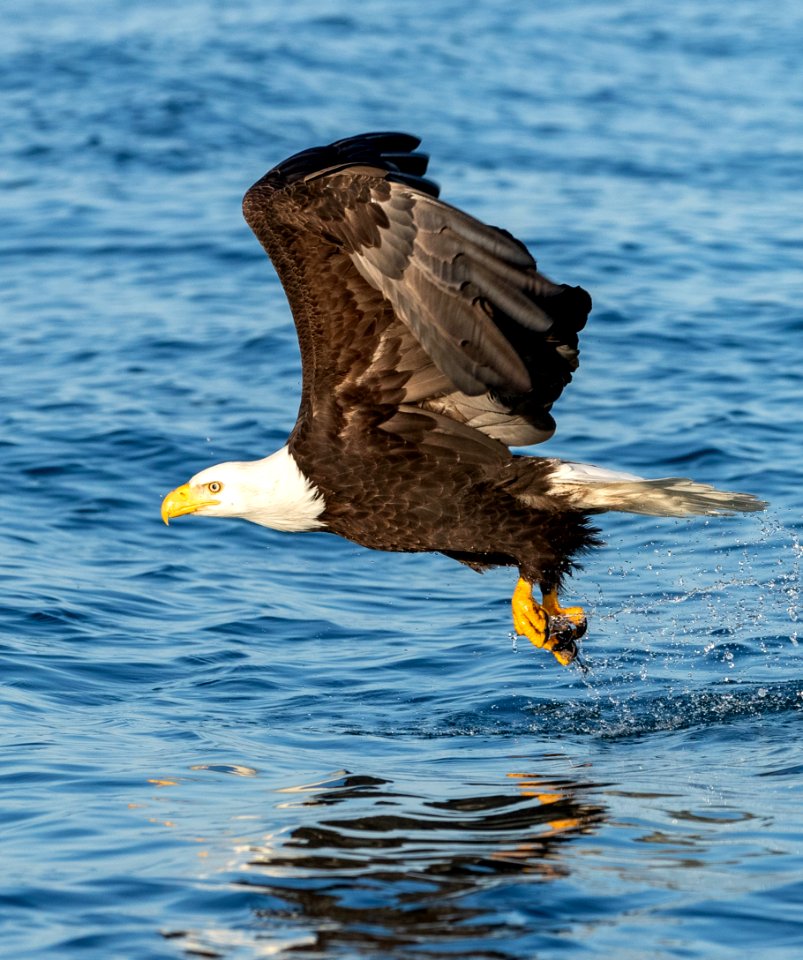 2020 Bald Eagles Going after Fish (51)