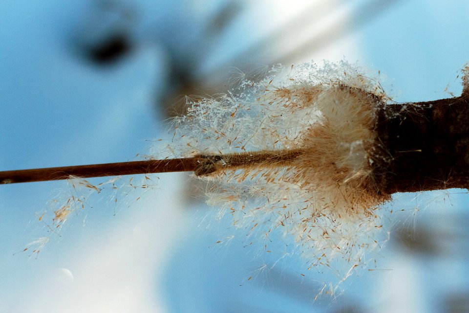 Puff Goes the Cattail