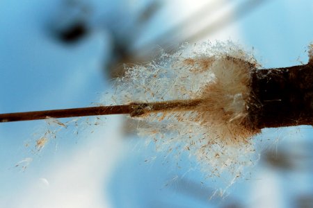 Puff Goes the Cattail