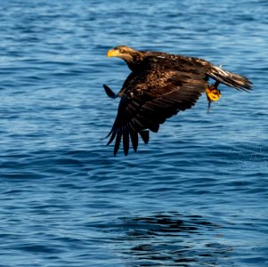 2020 Juvenile Bald Eagles (45) photo