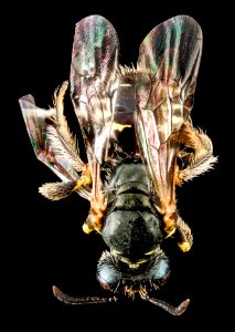 Perdita octomaculata, F, back, Maryland, Anne Arundel Co 2013-04-10-13.59.51 ZS PMax