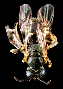 Perdita octomaculata, F, back, Maryland, Anne Arundel Co 2013-04-10-13.59.51 ZS PMax photo