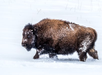 2019 Yellowstone -Bison (15)