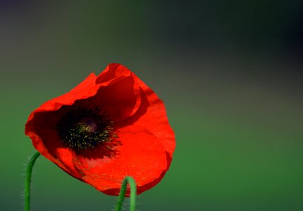 Flower colour nature